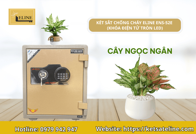 cây phong thủy đặt trên két sắt