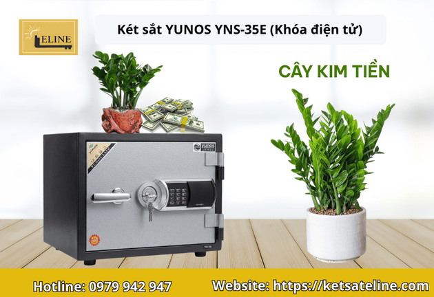 cây phong thủy đặt trên két sắt